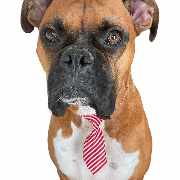 Set of 3 Dog or Cat Neck Ties - Picture 5 of 8